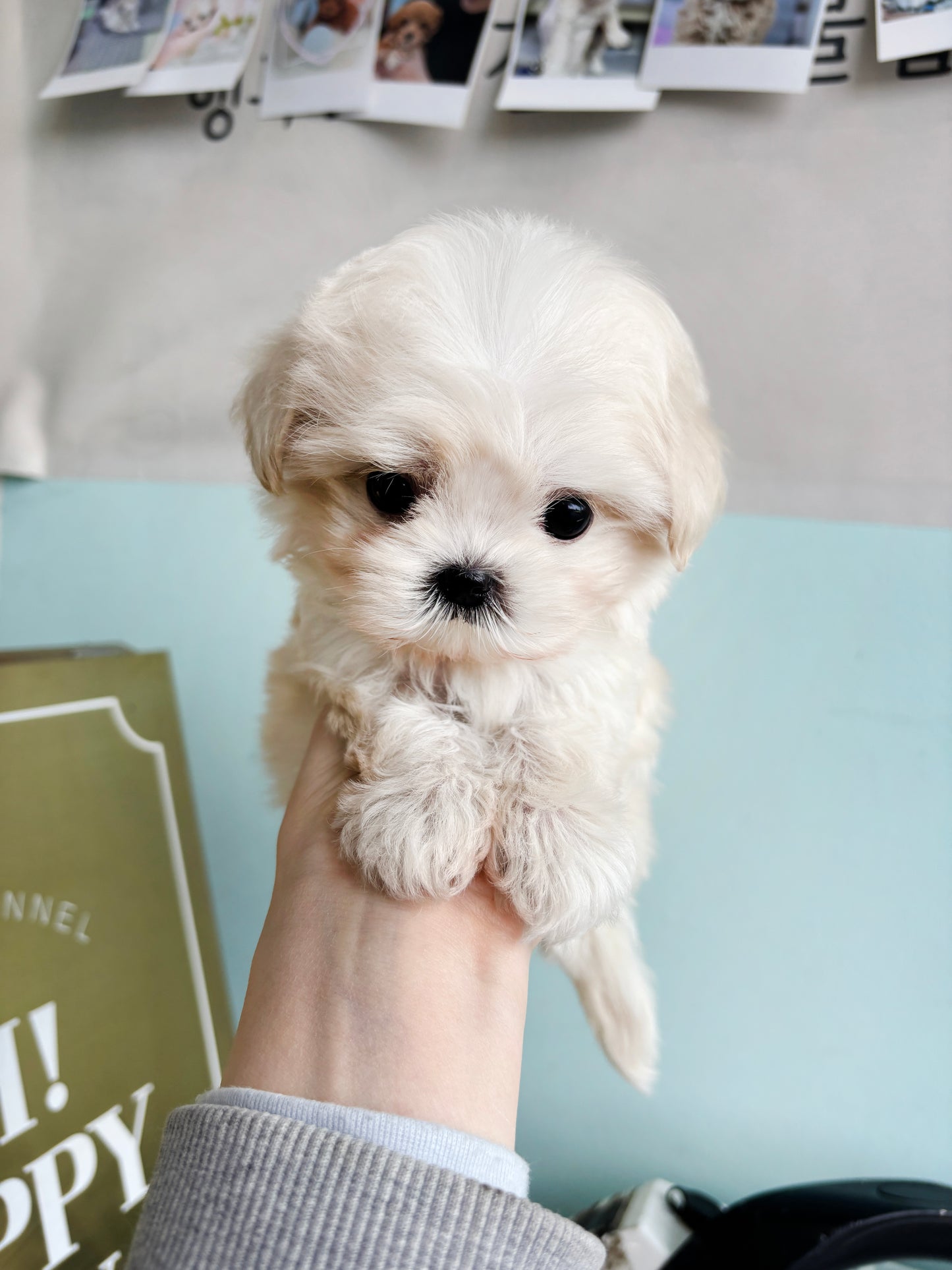 Mini Maltipoo for sale-Burberry