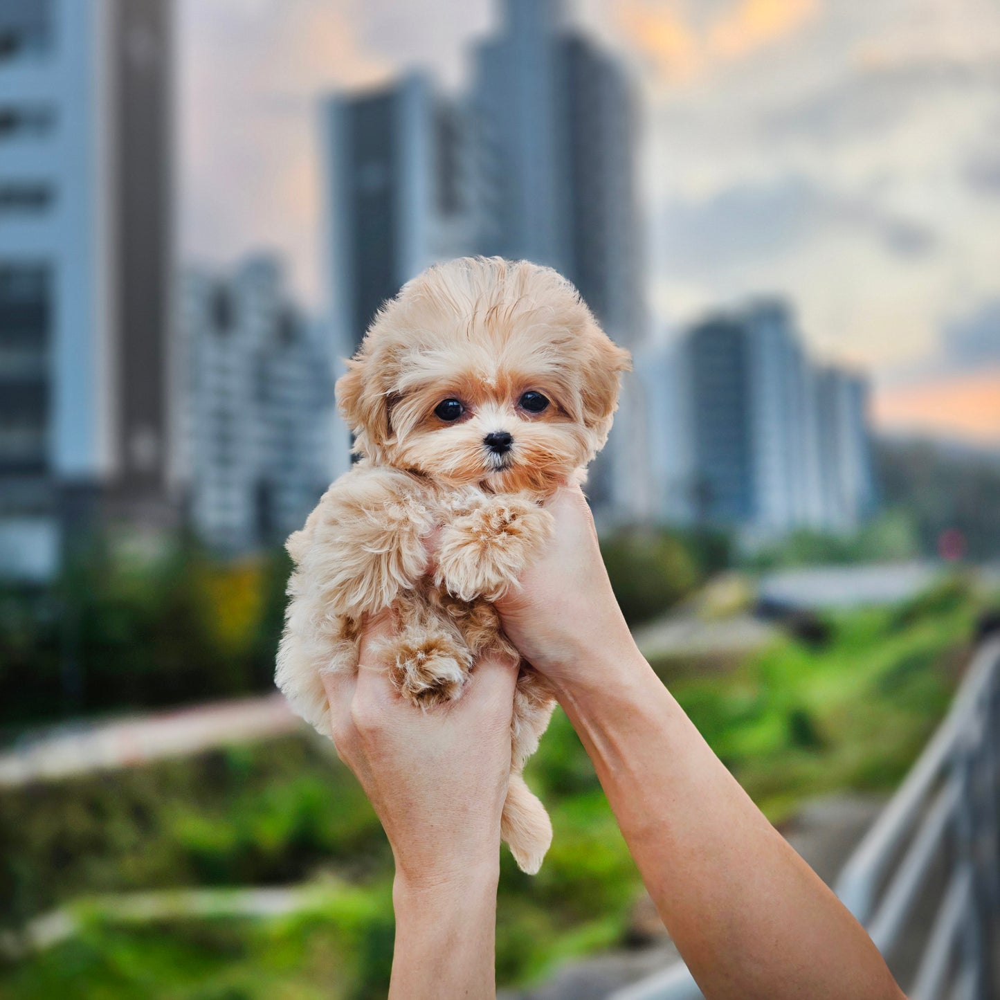 Mini Maltipoo- Molly (Singapore shipping fee included)