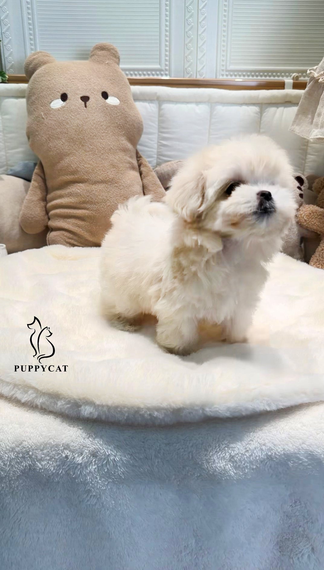 Mini Maltipoo for sale-Leo