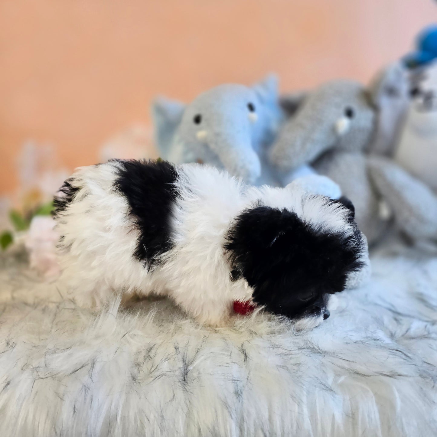 Mini Maltipoo- OREO(Singapore shipping fee included)