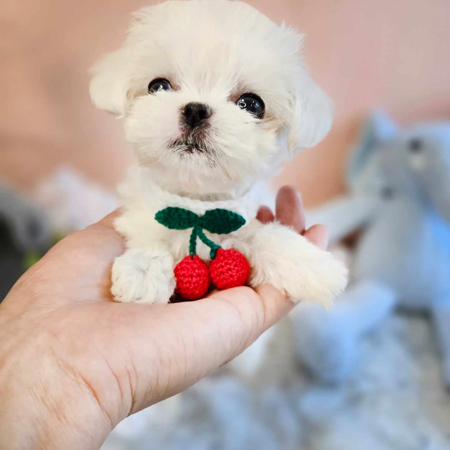 Mini Maltese- JENNY (Singapore shipping fee included)