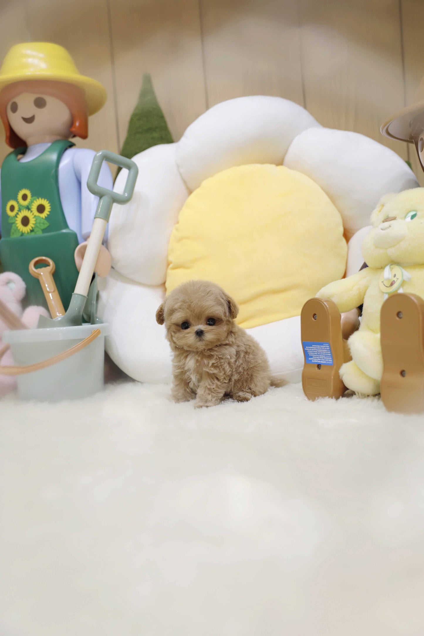 Mini Maltipoo-Apollo (Singapore shipping fee included)