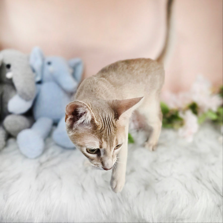 Abyssinian Cat for sale-ABBA