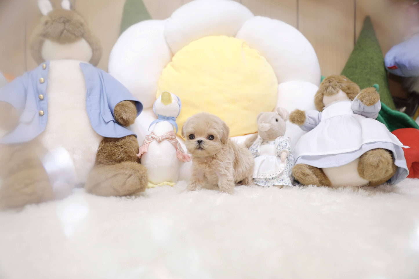 Mini Maltipoo-Marianne (Singapore shipping fee included)