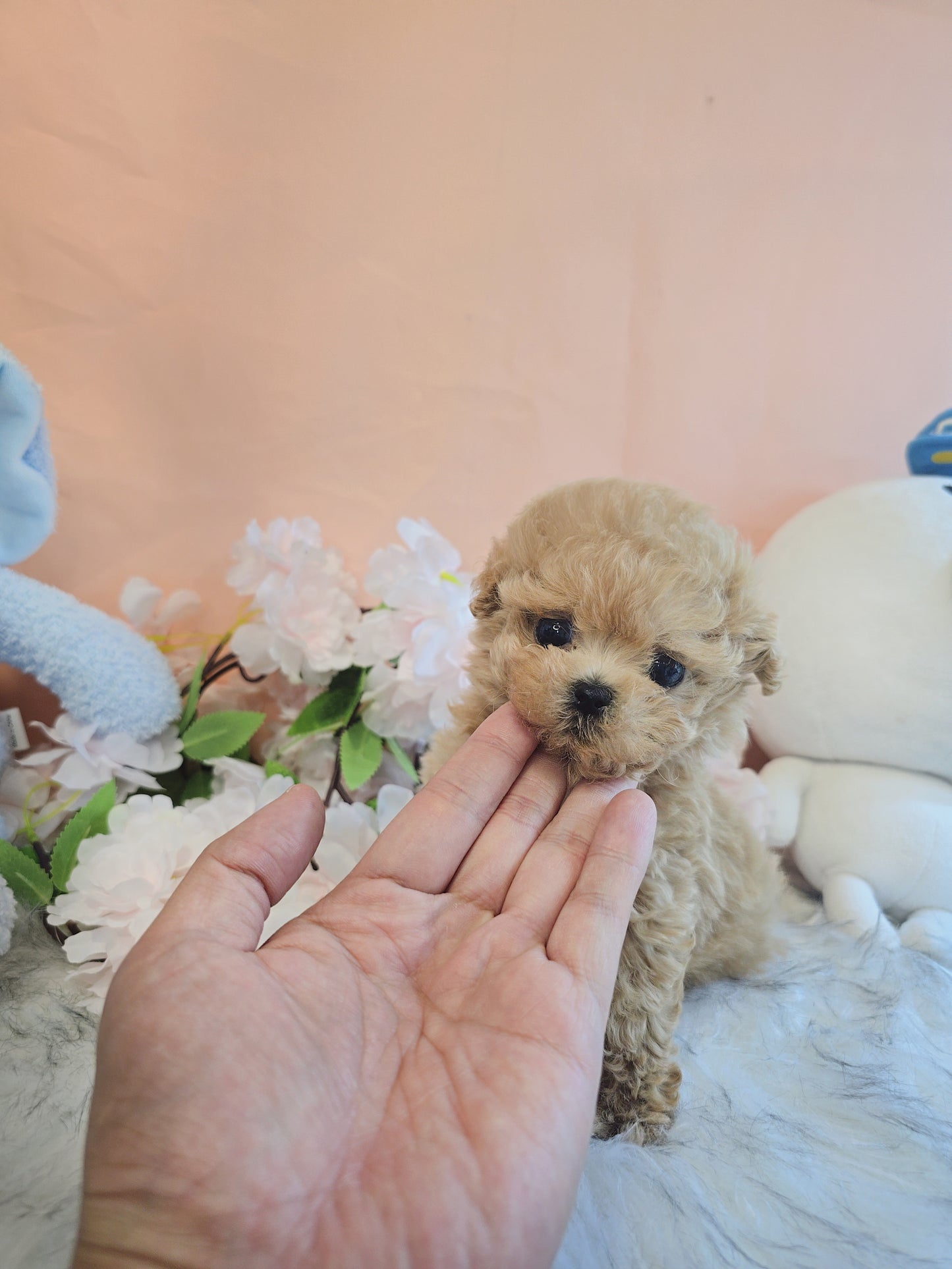 Toy poodle- Max (Singapore shipping fee included)