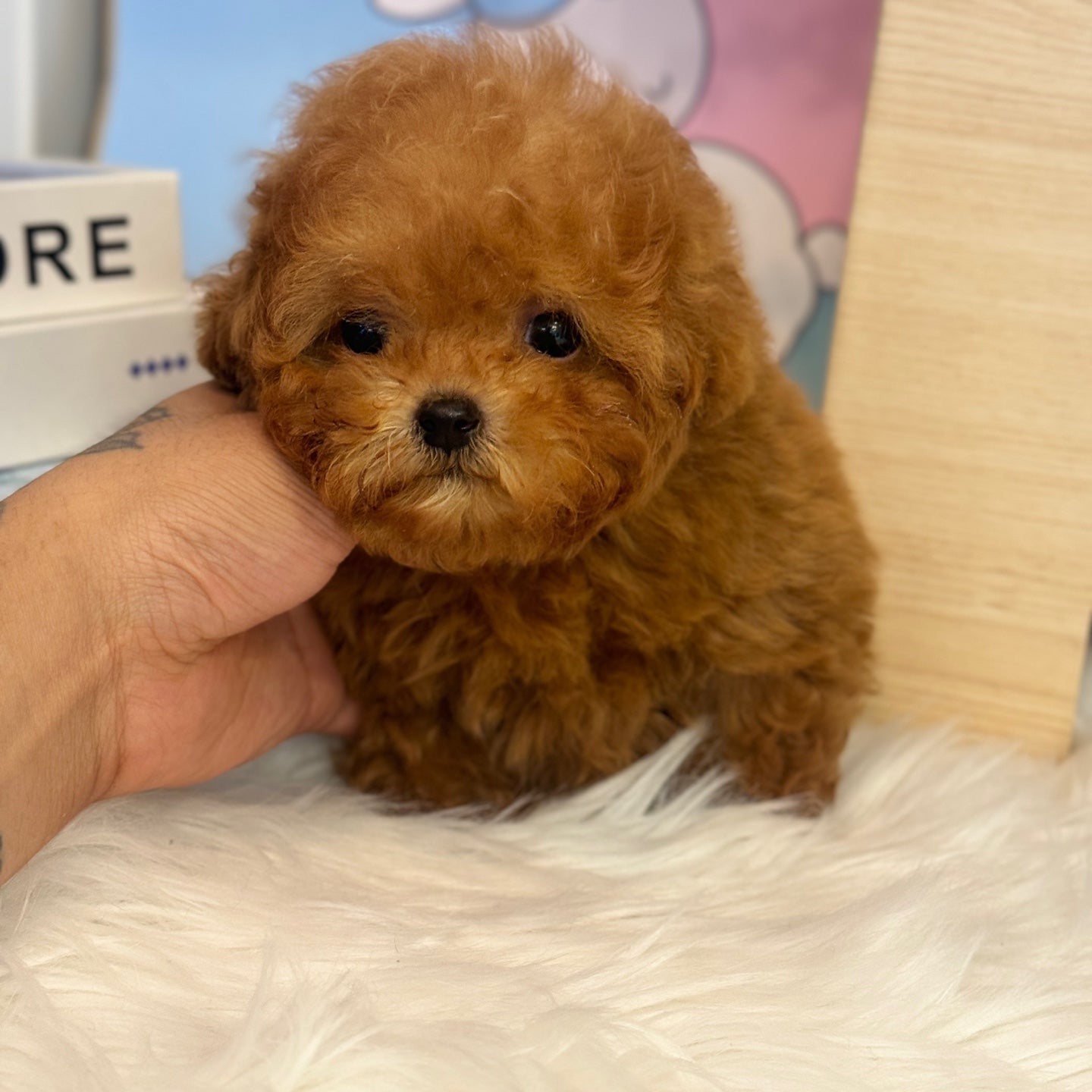 Tiny poodle- DUBU (Singapore shipping fee included)