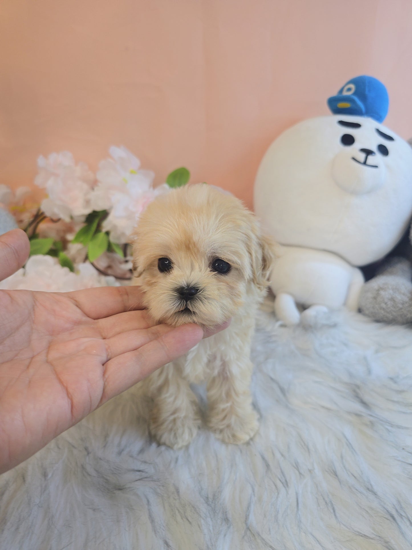 Mini Maltipoo- Cookie (Singapore shipping fee included)