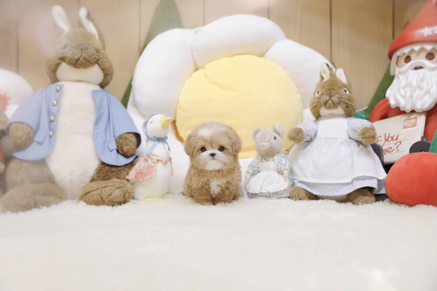 Mini Maltipoo-Colette (Singapore shipping fee included)