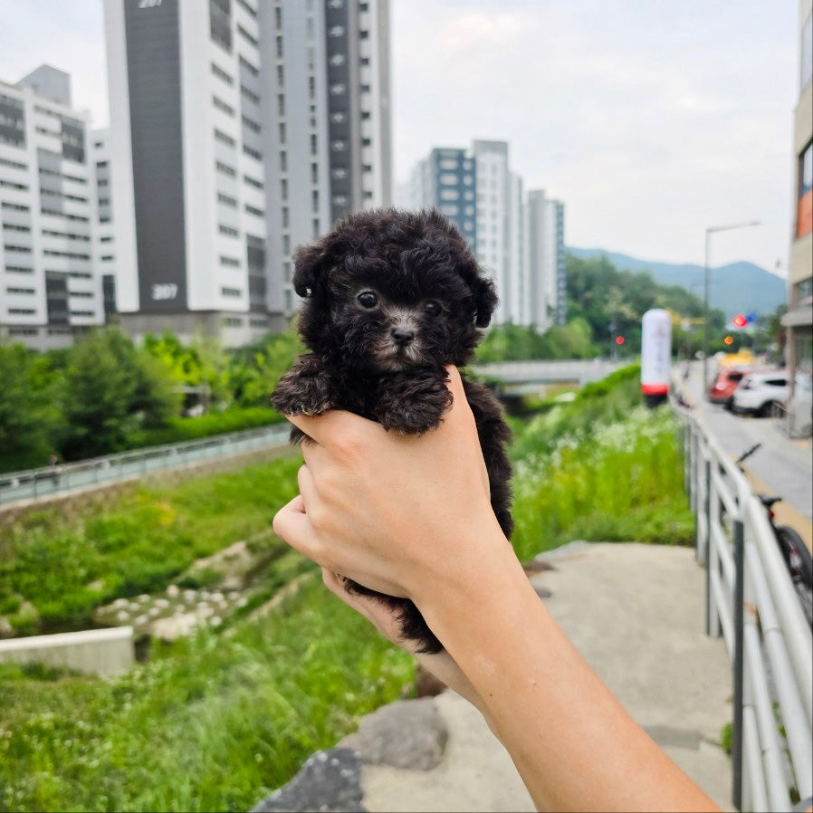 Tiny poodle- Tiana (Singapore shipping fee included)