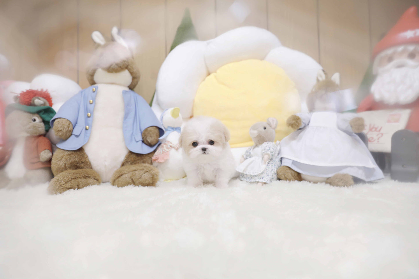 Toy poodle for sale-Harper