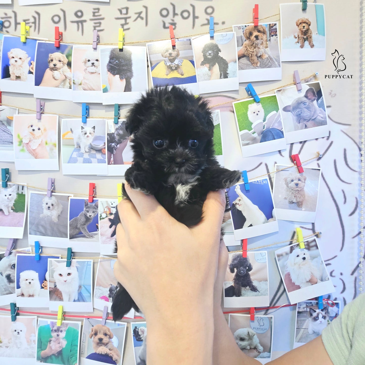 Mini Maltipoo for sale-Burch