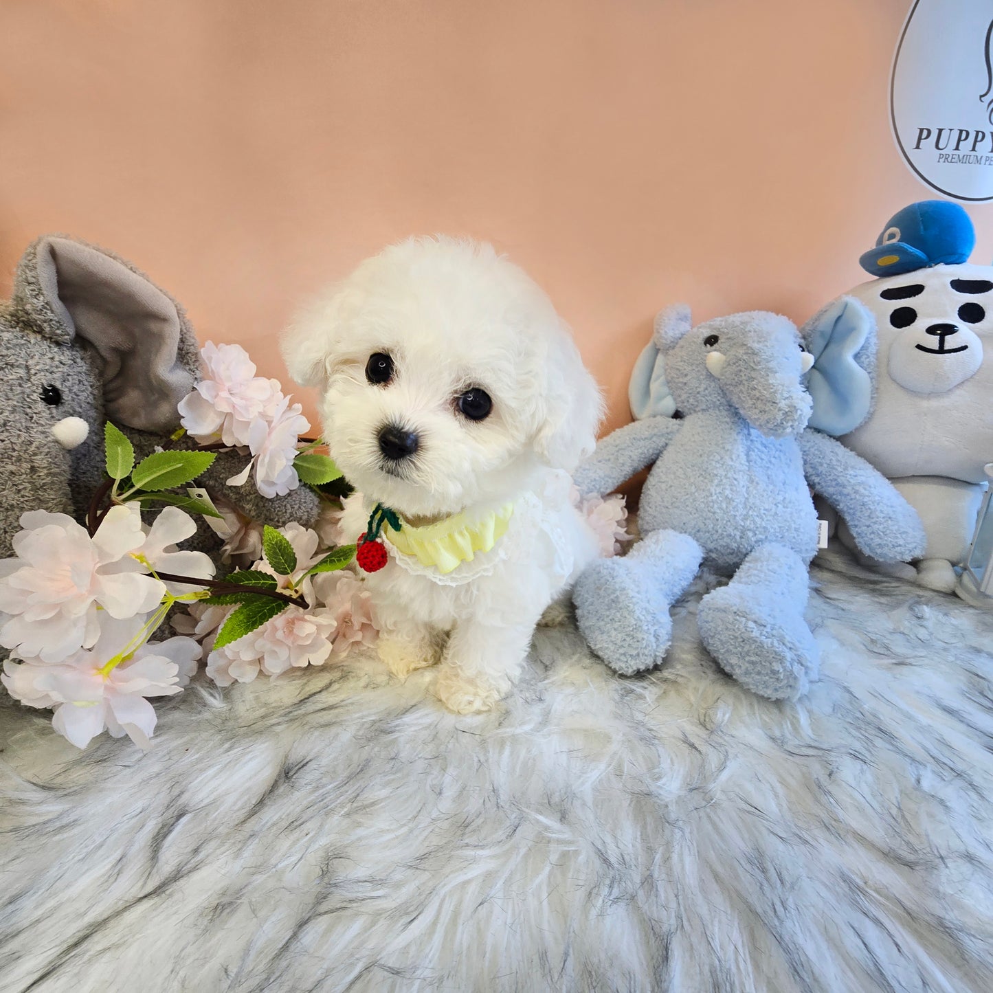 Mini Bichon Frise- GOME (Singapore shipping fee included)