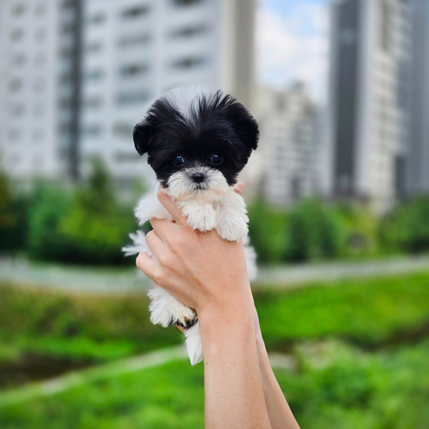 Mini Maltipoo for sale-OREO