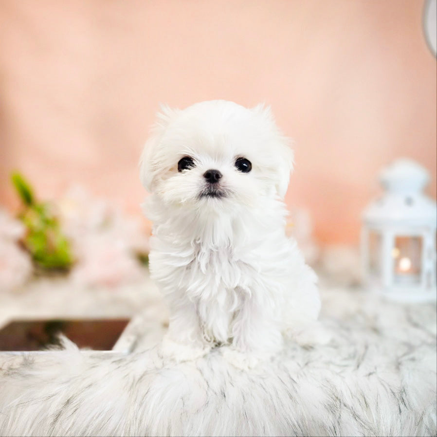 Mini Maltese for sale - Rich