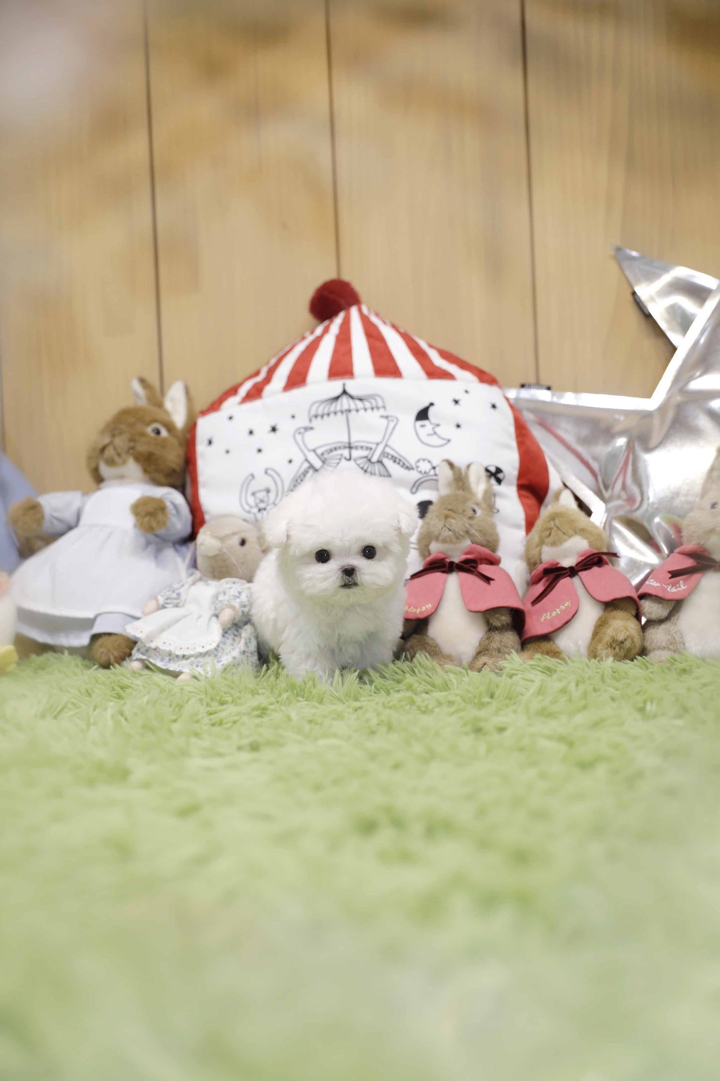 Mini Bichon Frise- Leaf (Singapore shipping fee included)