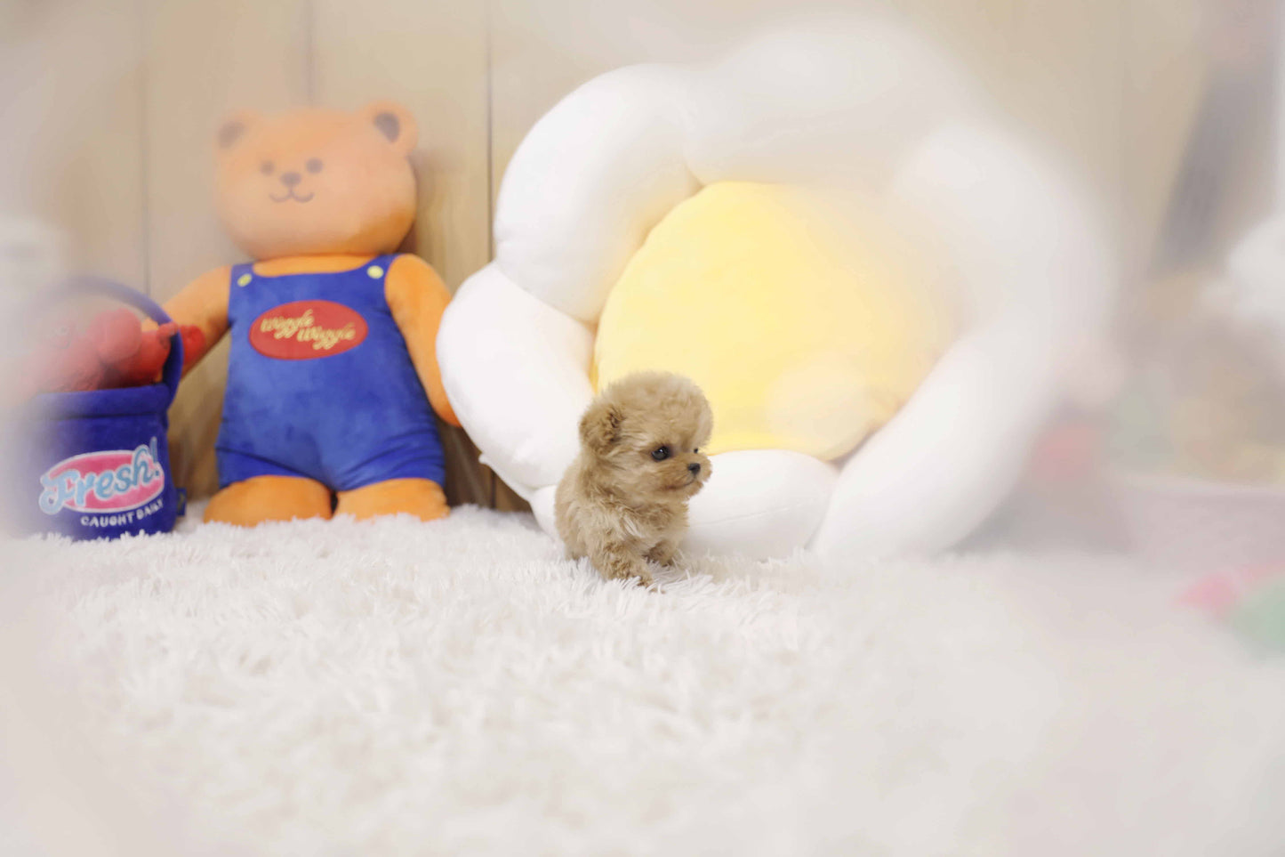 Tiny poodle- Rico (Singapore shipping fee included)