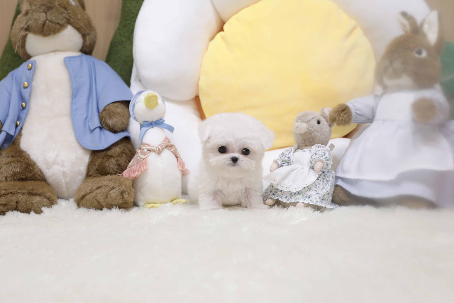 Mini Bichon Frise-Tiffany (Singapore shipping fee included)