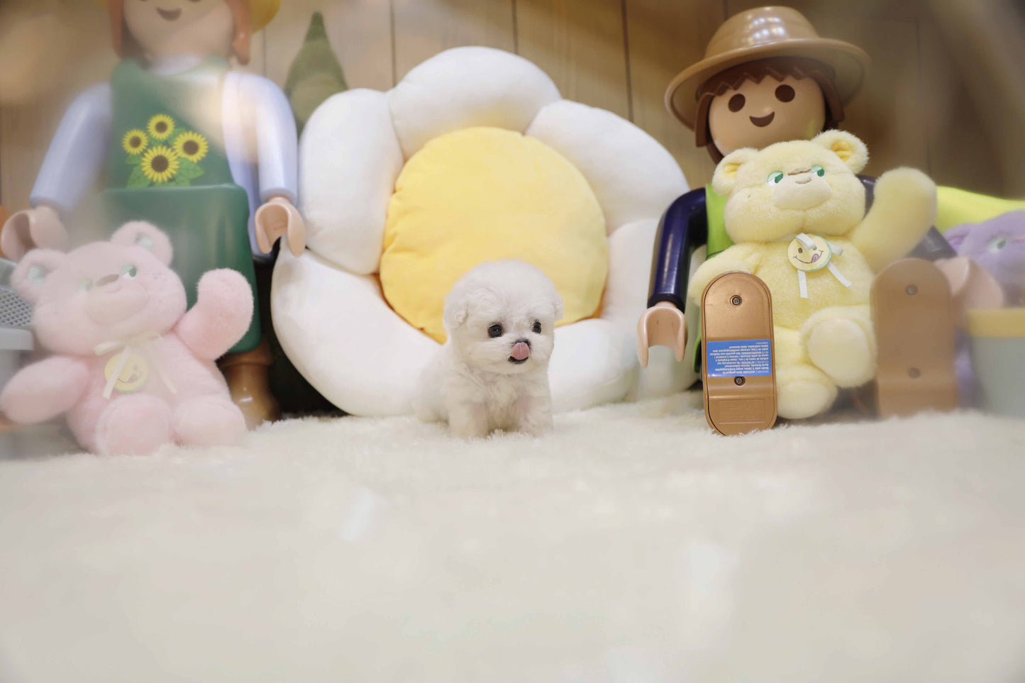 Mini Bichon Frise- Lyn (Singapore shipping fee included)