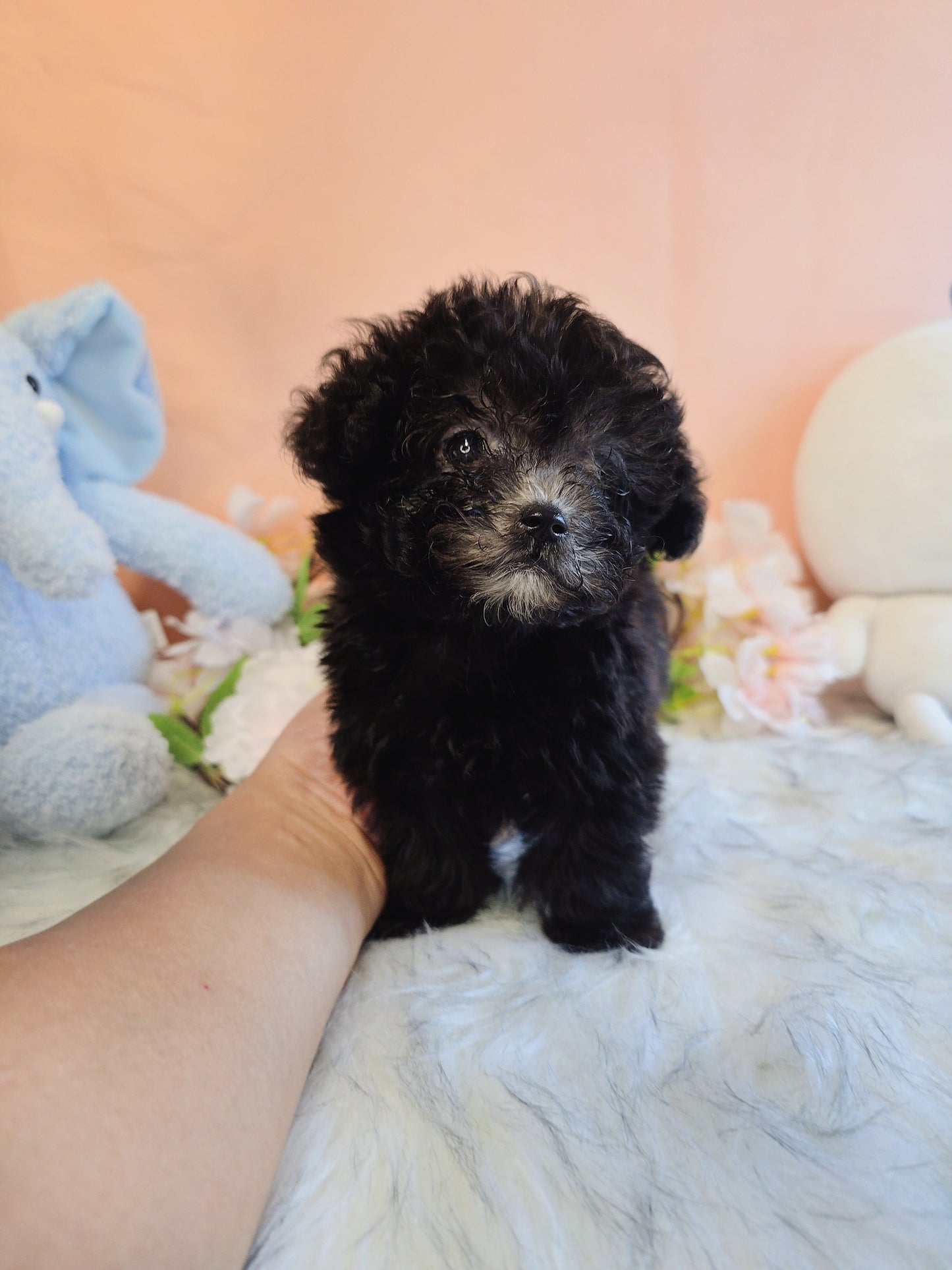 Toy poodle for sale-Buddy