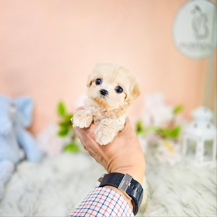 Mini Maltipoo- Moana (Singapore shipping fee included)