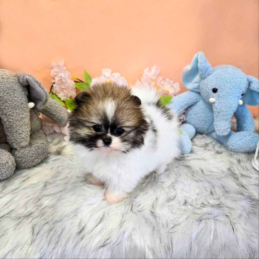 Pomeranian for sale- Roy