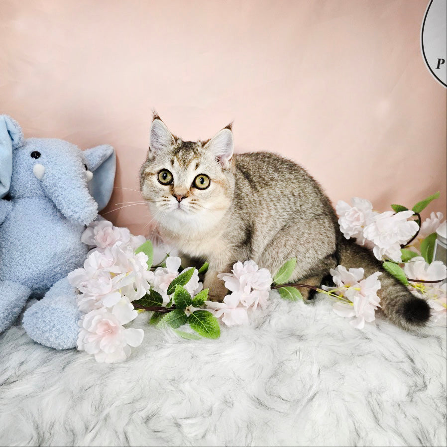 British Shorthair Cat for sale-NAVI