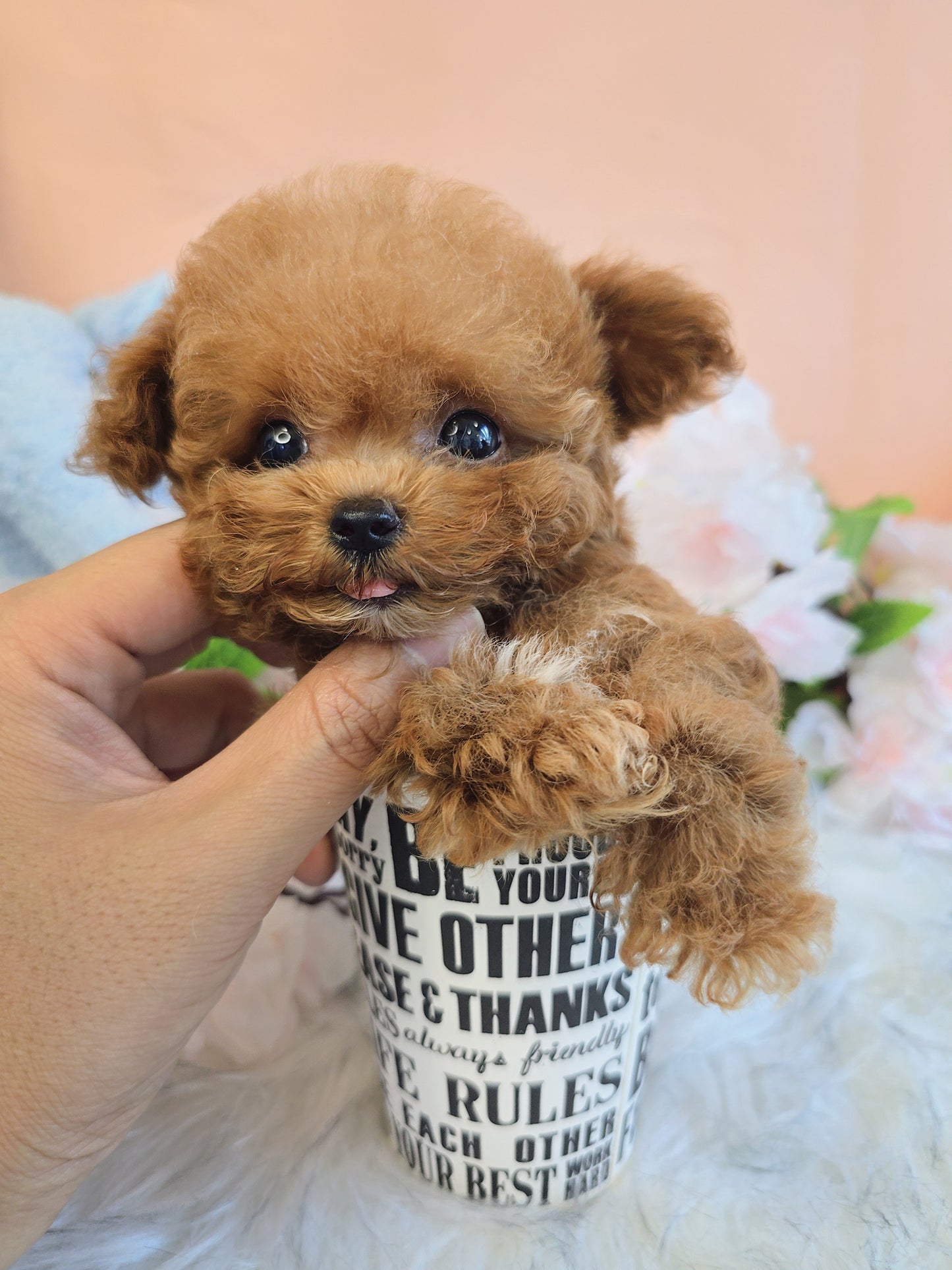 Toy poodle for sale-Toby