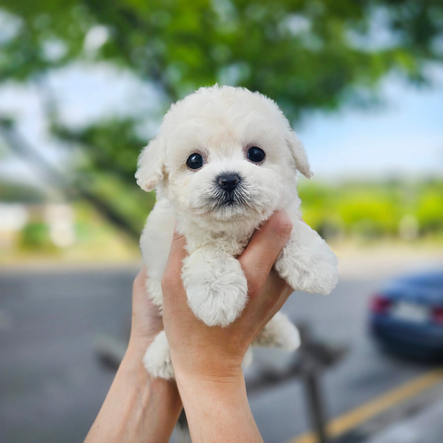 Mini Bichon Frise- MANGO (Singapore shipping fee included)