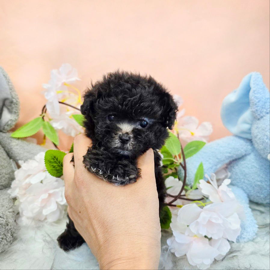 Tiny poodle- Tiana (Singapore shipping fee included)