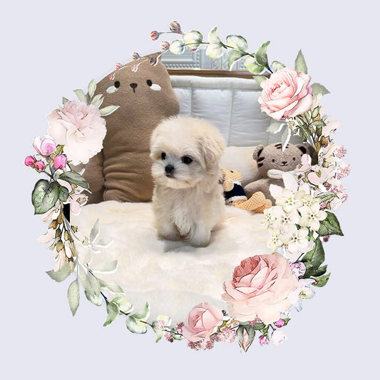 Mini Maltipoo- Leo (Singapore shipping fee included)