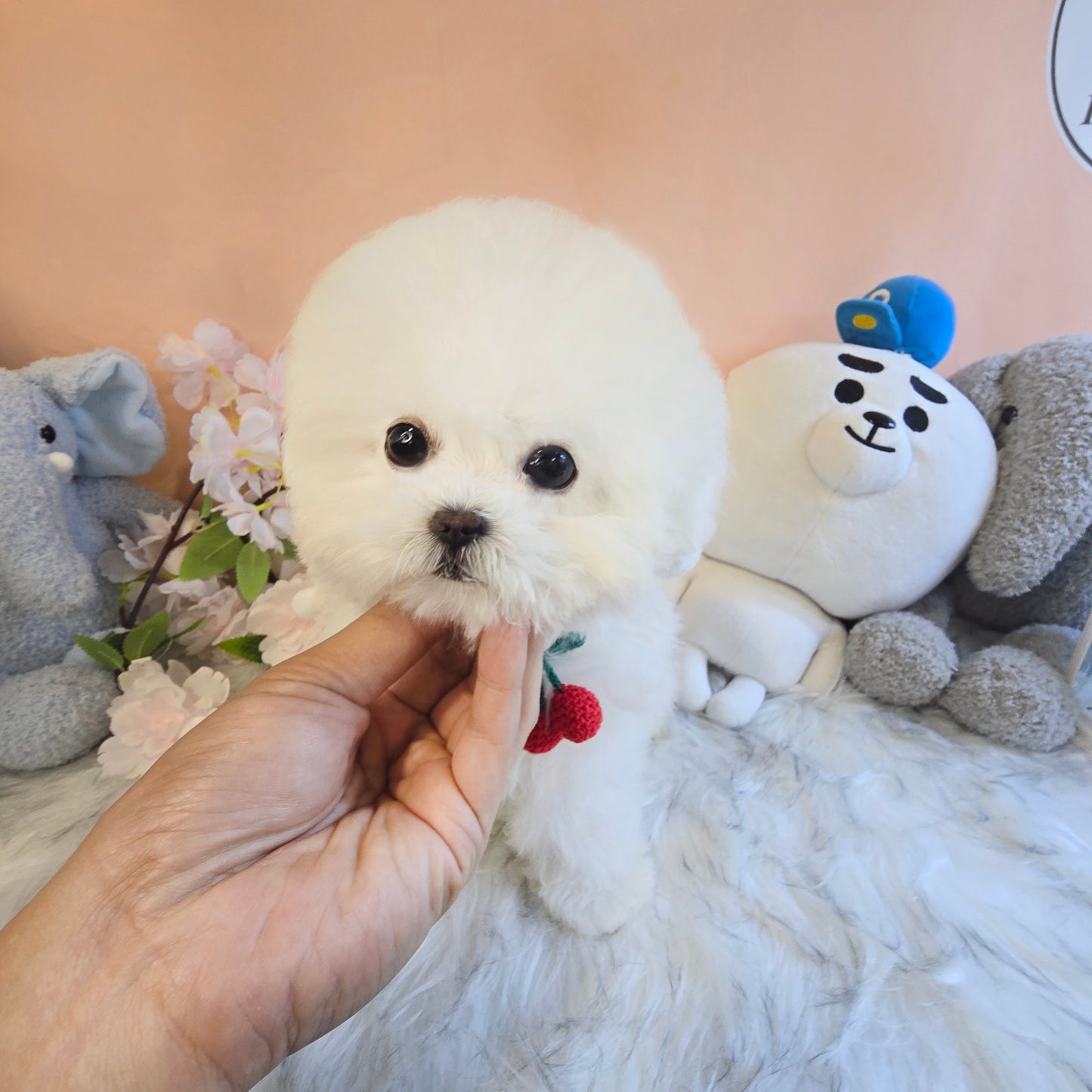 Mini Bichon - MANGO (Singapore shipping fee included)