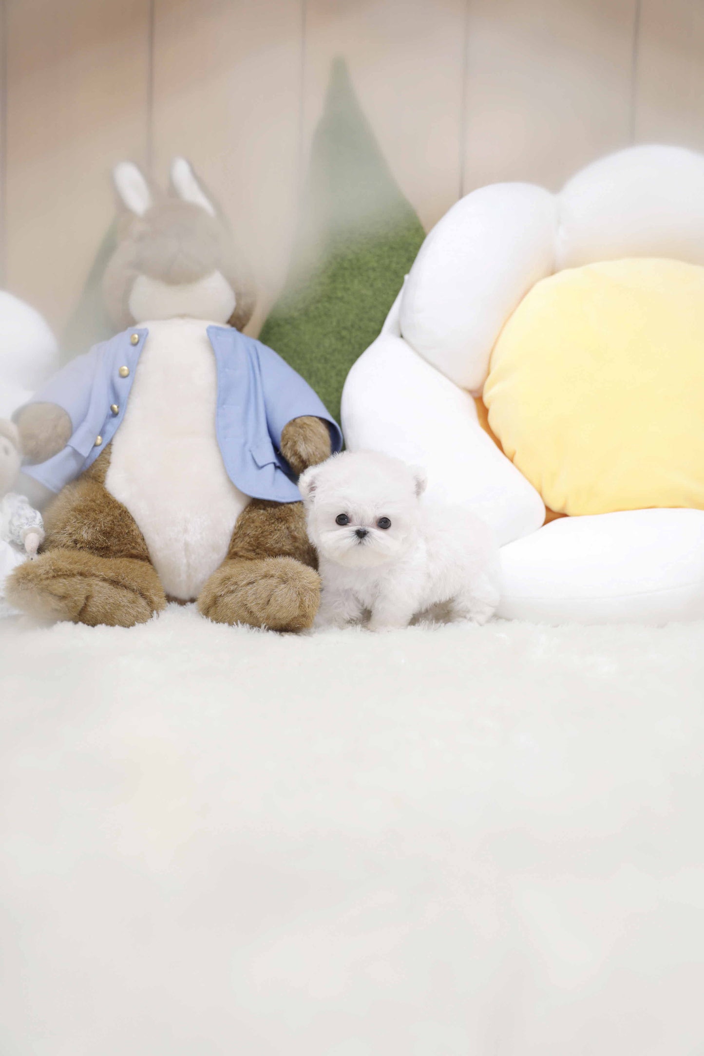 Mini Bichon Frise-Valentine (Singapore shipping fee included)