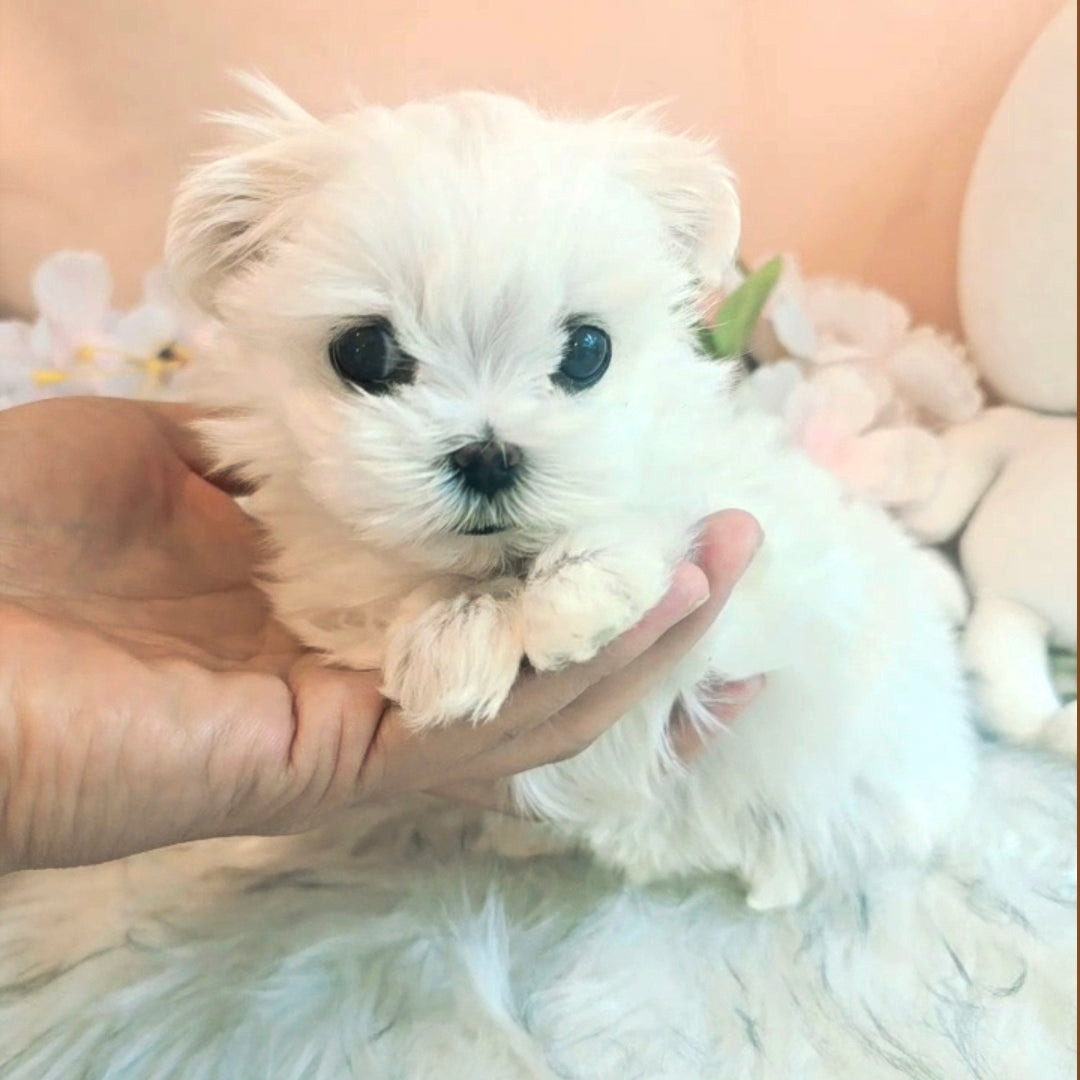 Mini Maltese- Bella (Singapore shipping fee included)