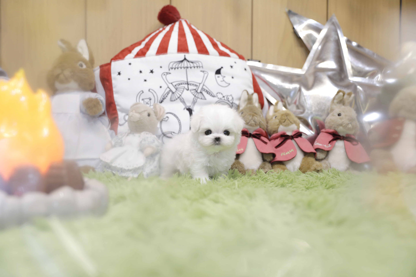 Mini Maltese-Chiffon(Singapore shipping fee included)