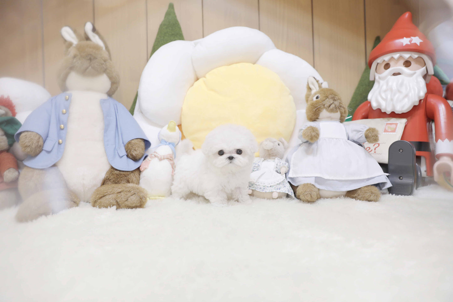 Mini Bichon Frise-Veronica (Singapore shipping fee included)