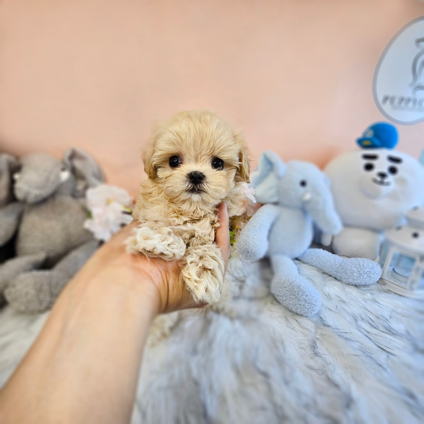 Mini Maltipoo- Mickey (Singapore shipping fee included)