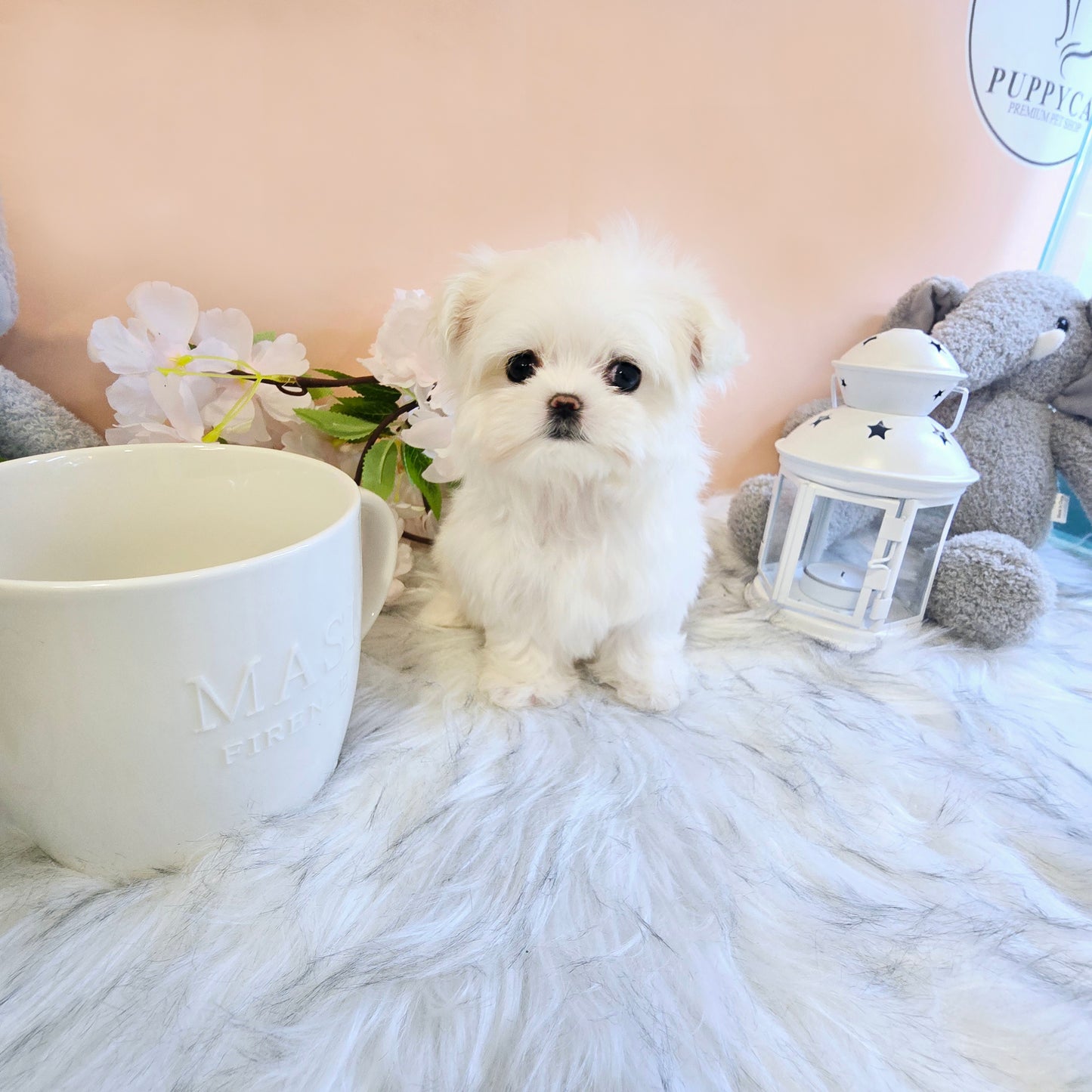 Mini Maltese for sale - Sasha