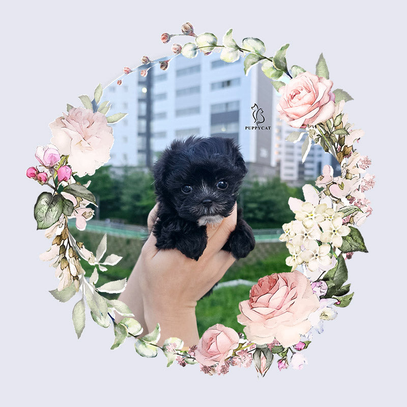 Mini Maltipoo for sale-Burch
