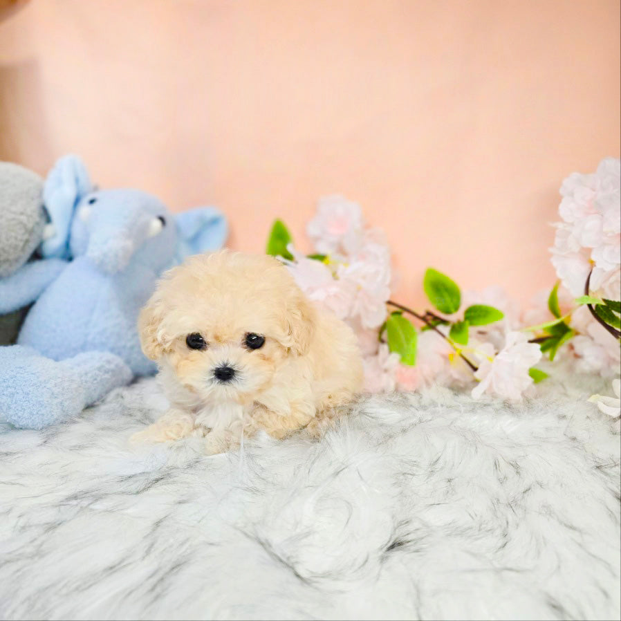 Toy poodle- Luna (Singapore shipping fee included)