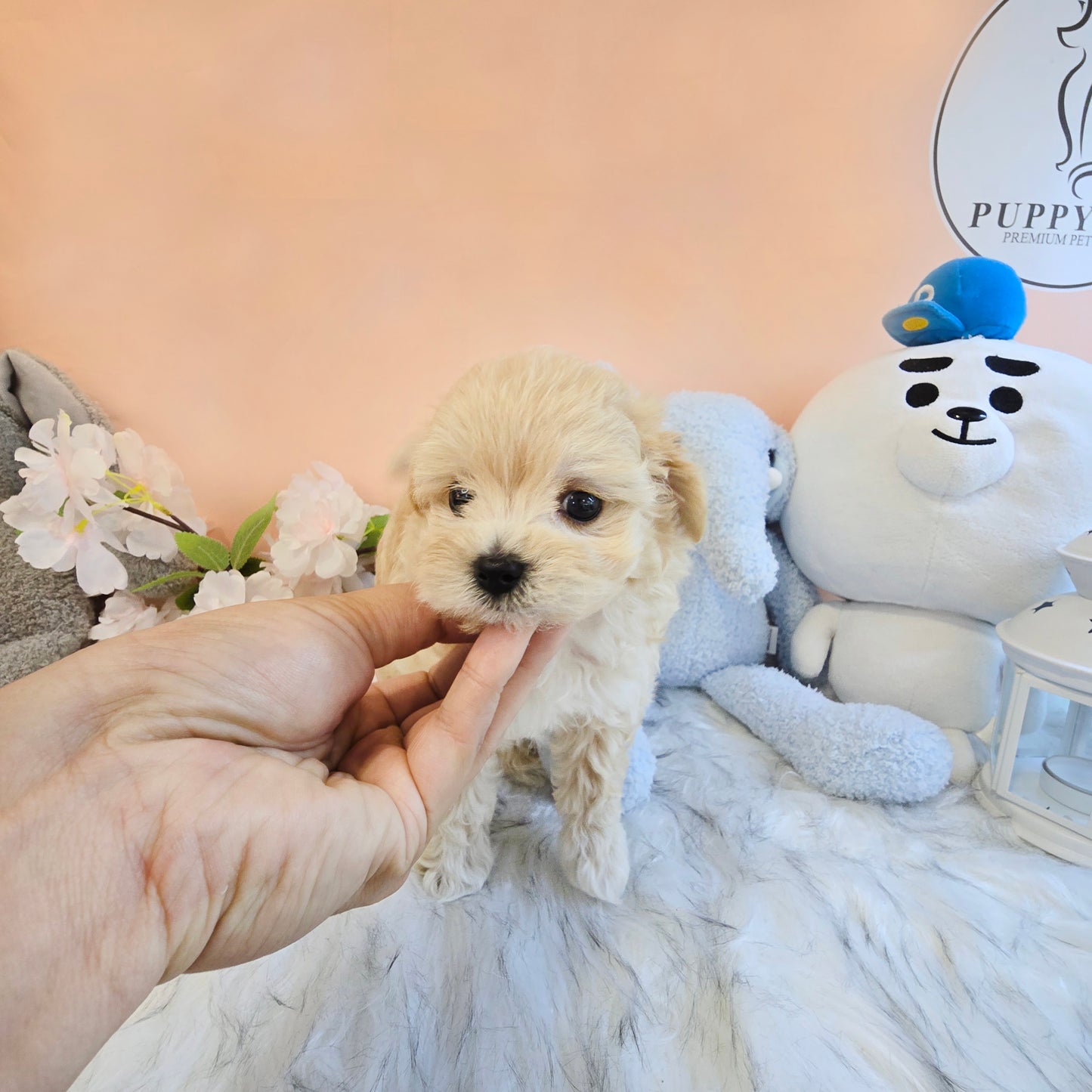 Mini Maltipoo- NATASHA (Singapore shipping fee included)