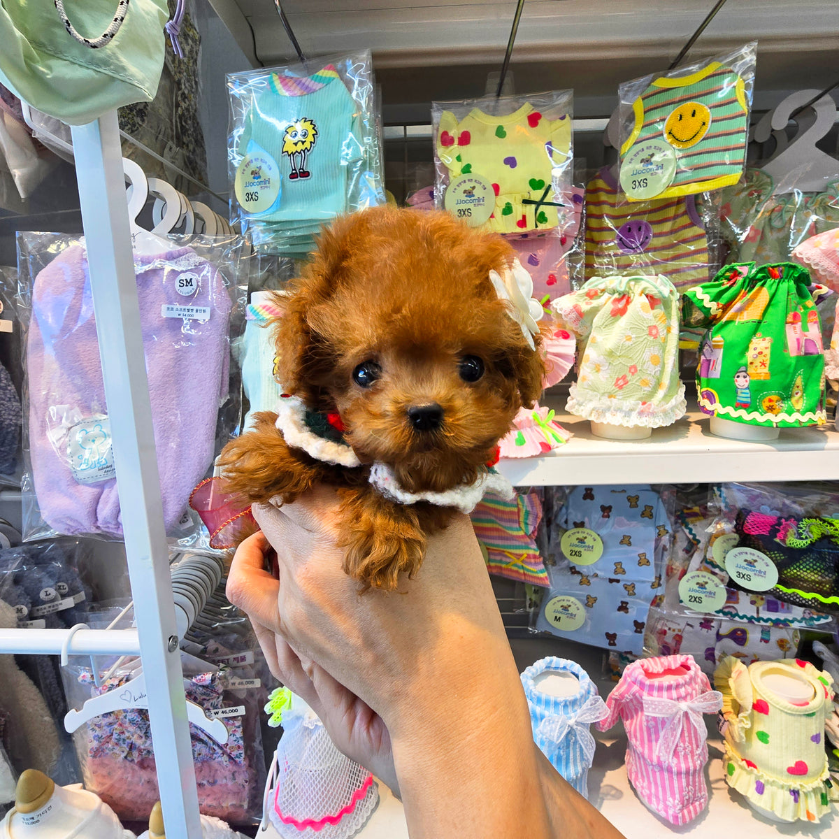 Toy poodle - Adam (Singapore shipping fee included)