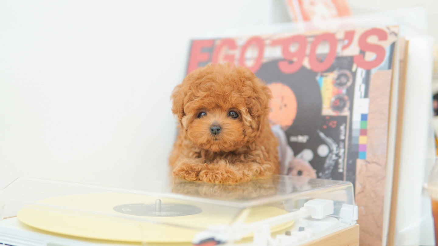 Tiny poodle for sale-ANNA