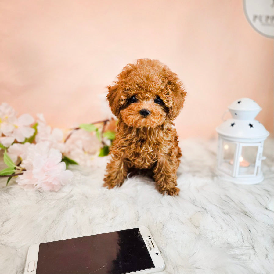 Toy poodle for sale-MOCA