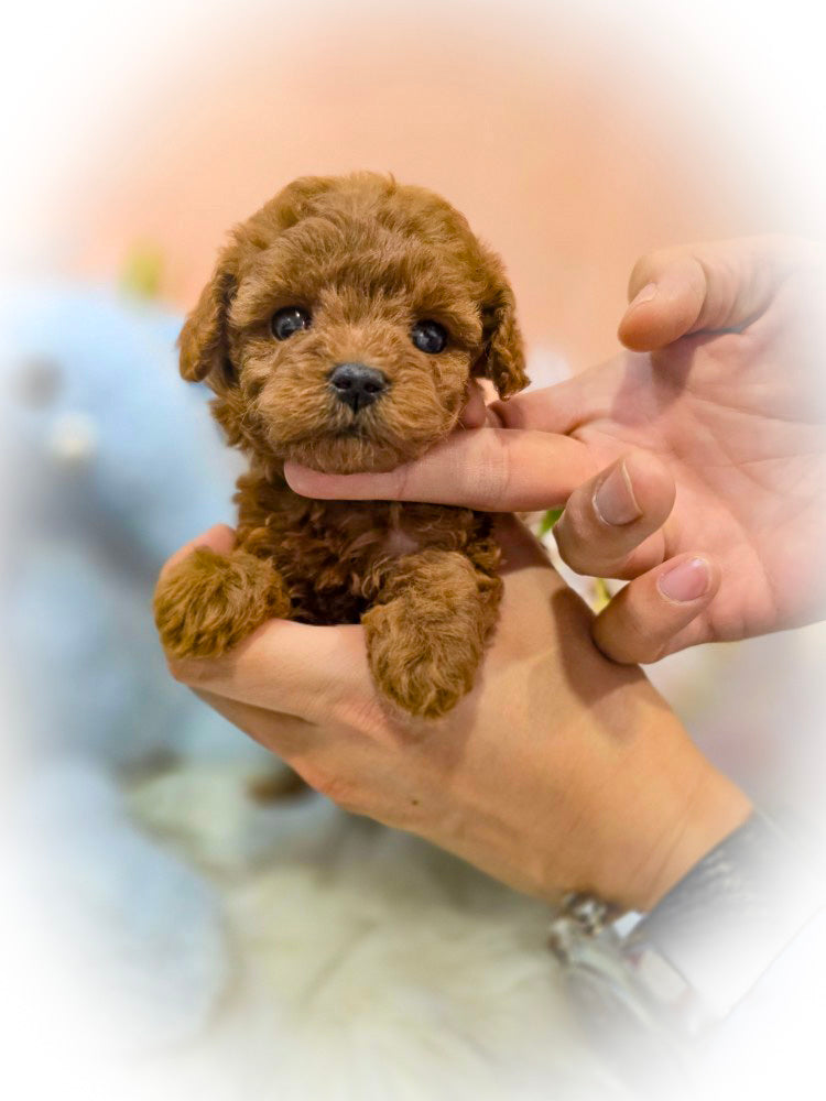 Toy poodle- MOCA (Singapore shipping fee included)