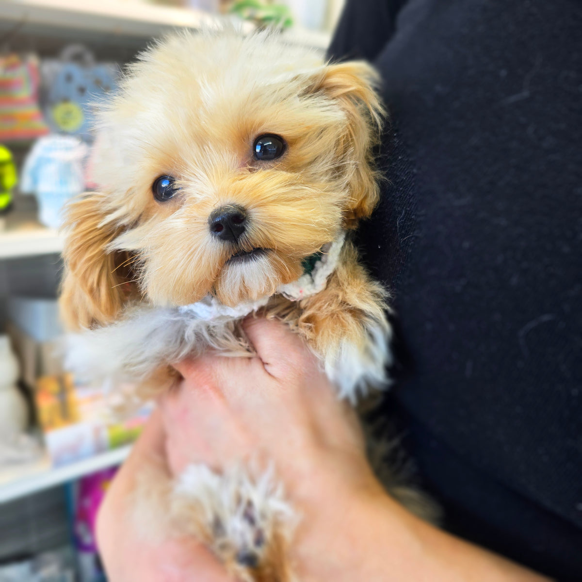 Mini Maltipoo- Hussey(Singapore shipping fee included)