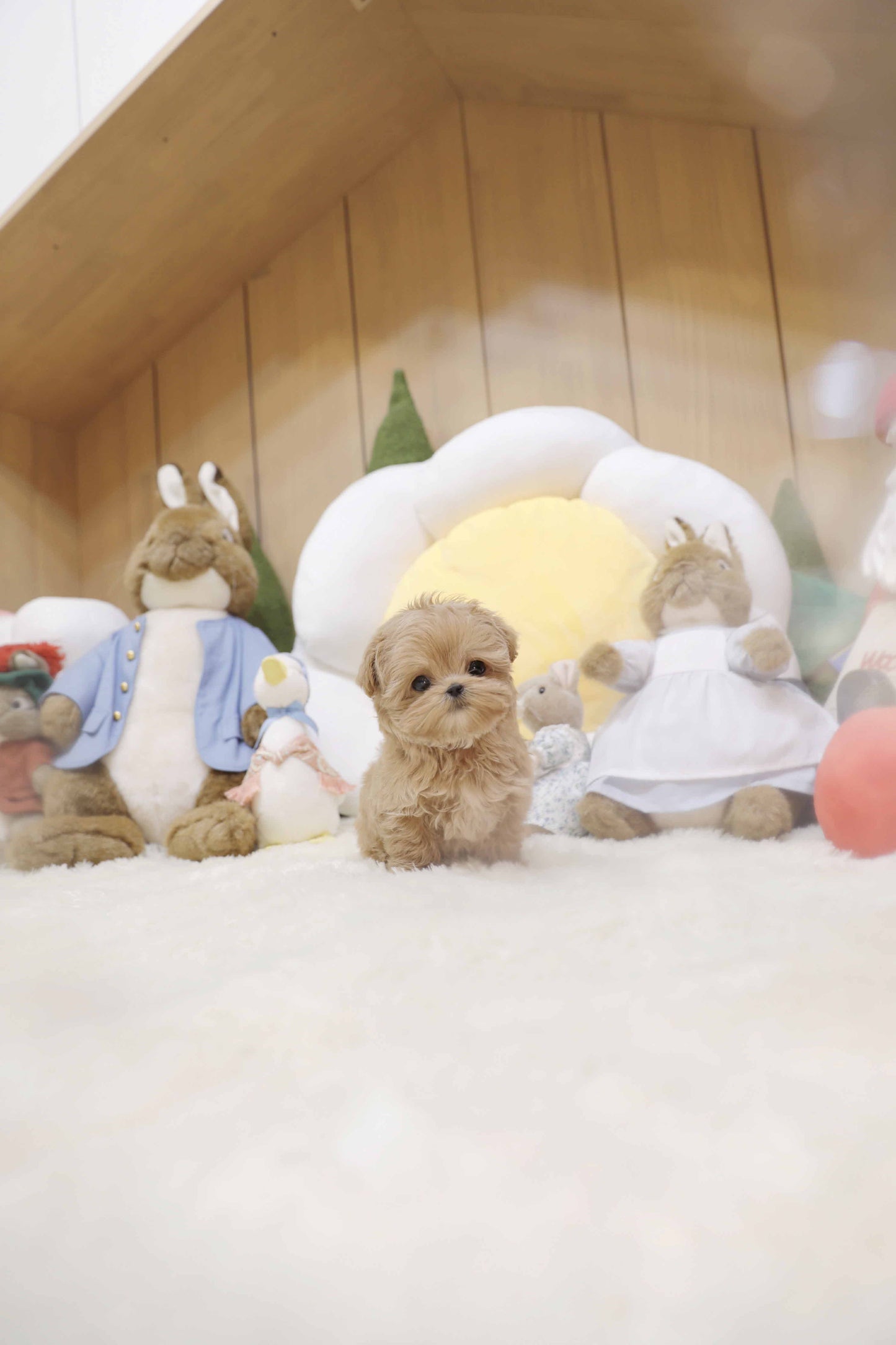 Mini Maltipoo-Nilo (Singapore shipping fee included)