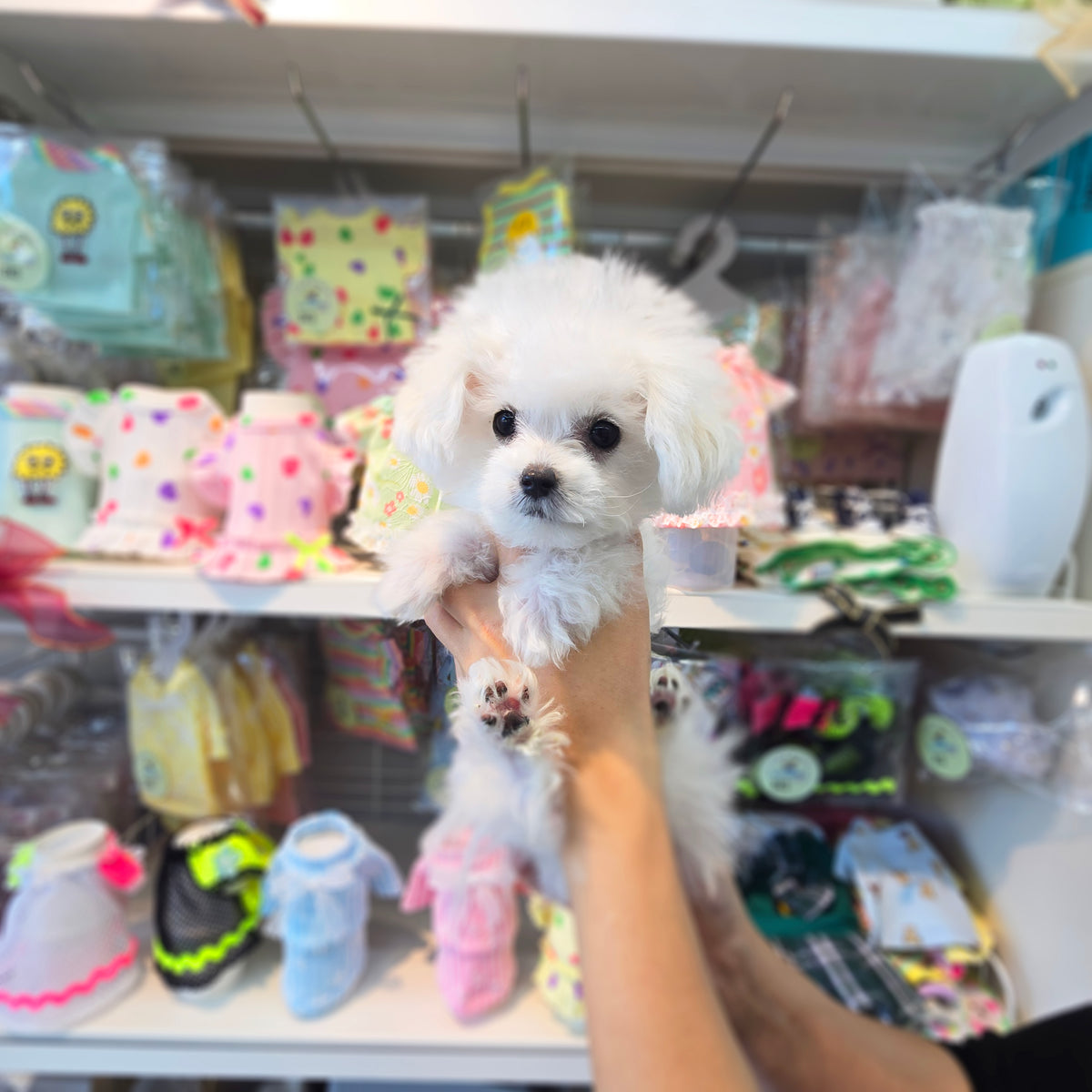 Mini Bichon Frise for sale-Hera