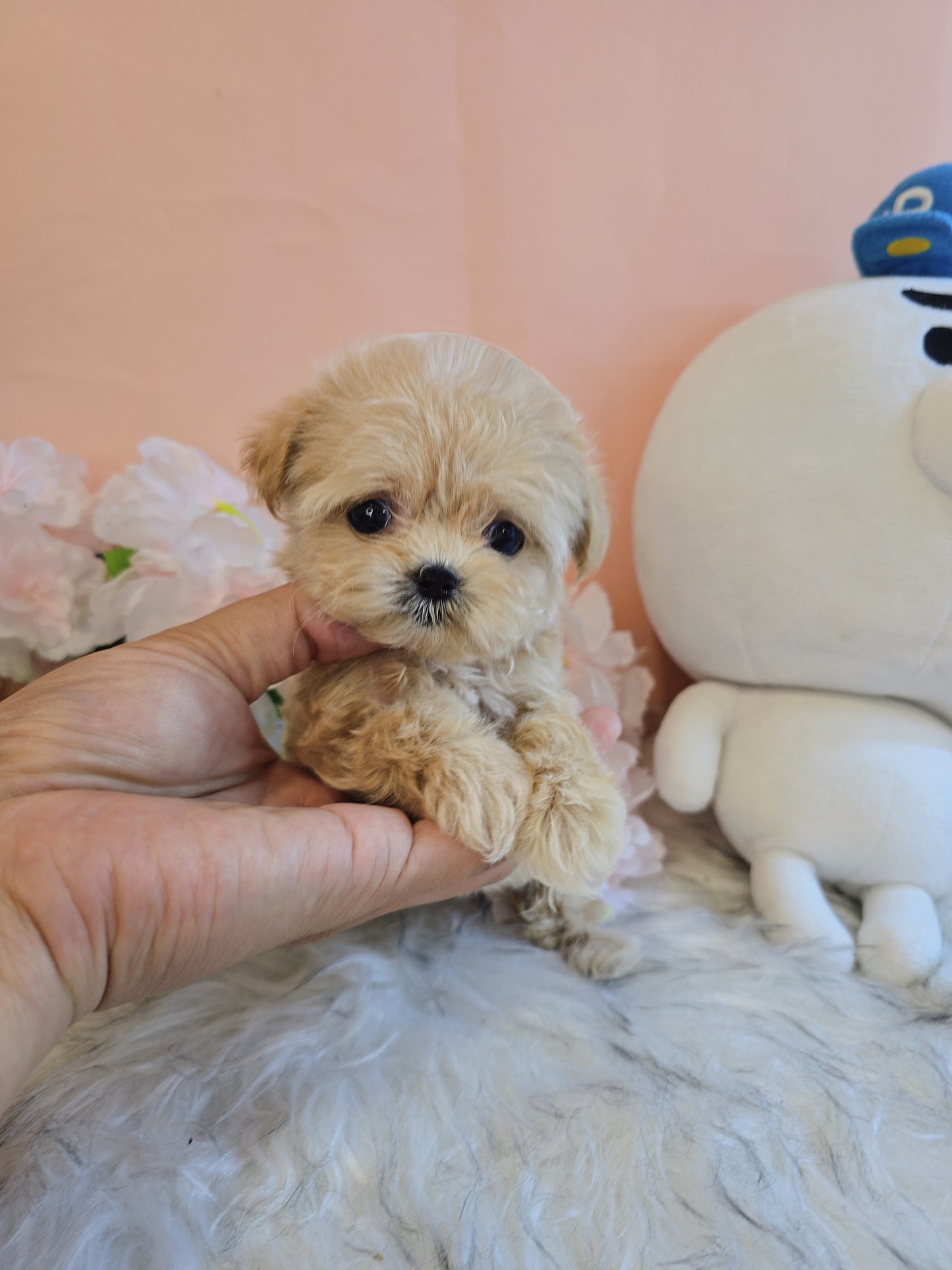 Mini Maltipoo- Molly (Singapore shipping fee included)