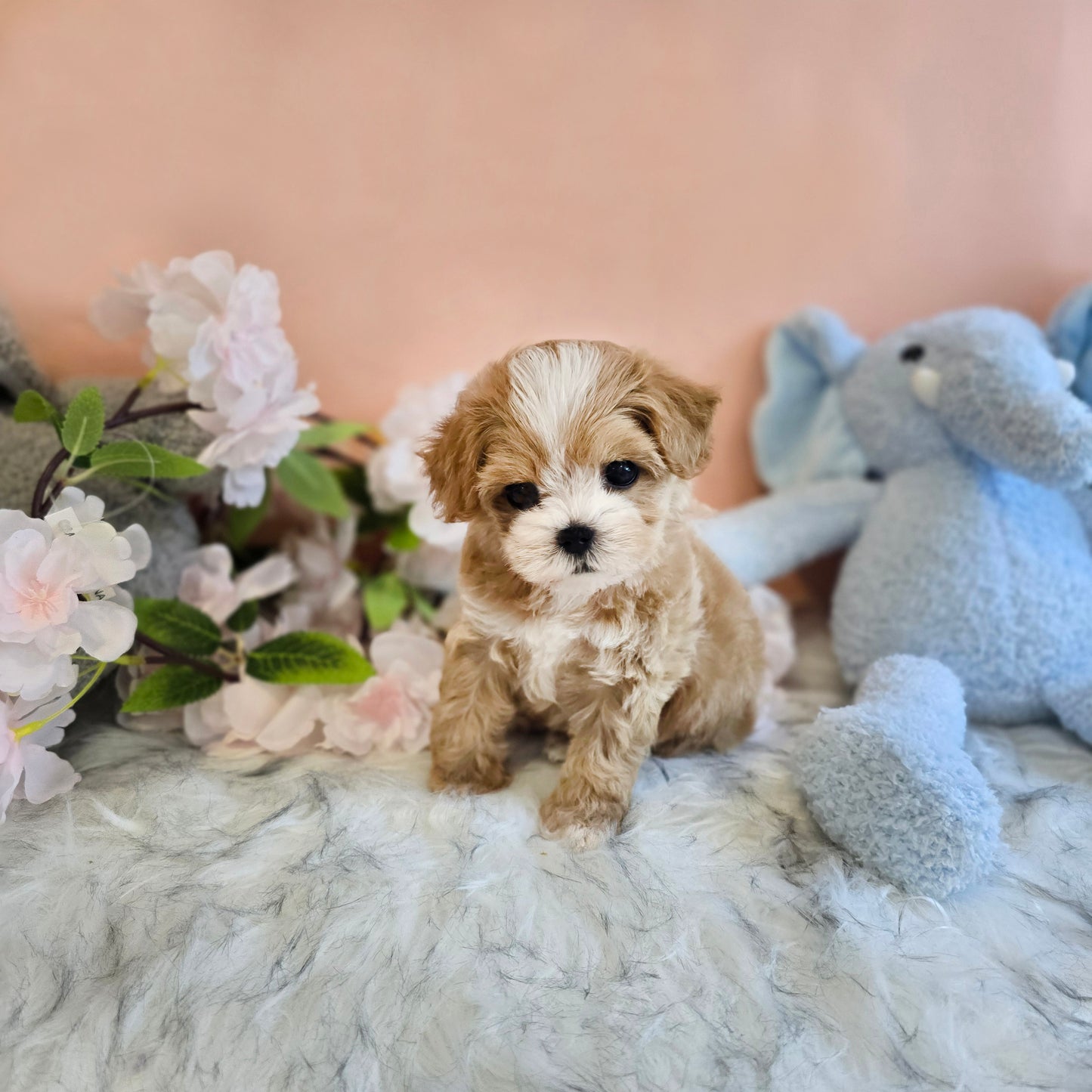 Mini Maltipoo- LUCY(Singapore shipping fee included)