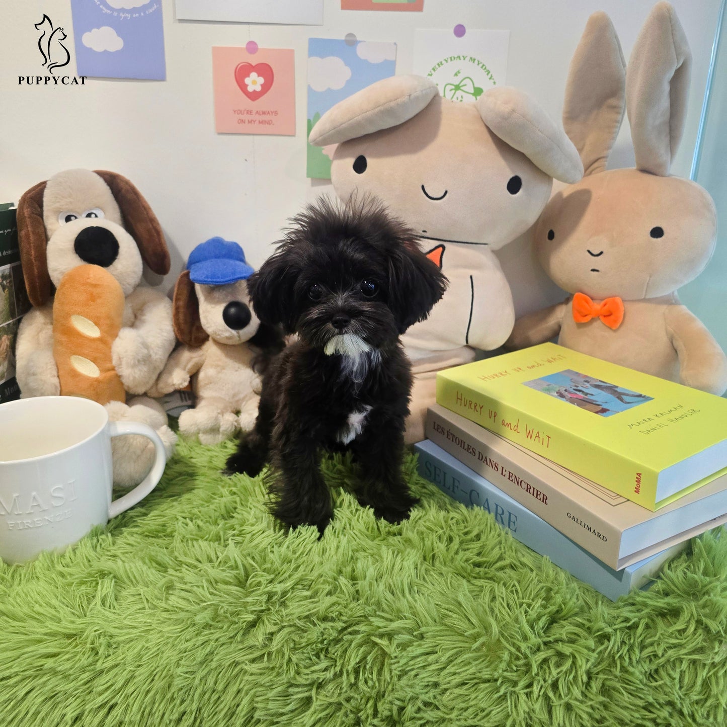 Mini Maltipoo for sale-Burch
